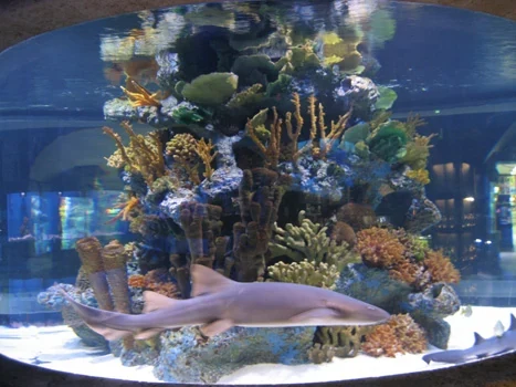 Large aquarium display with fish and a central coral-like rock formation